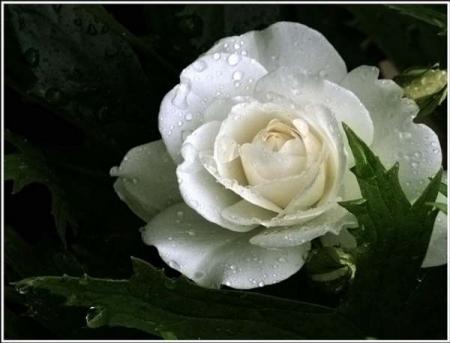 Je T'aime                                               Lara Fabian